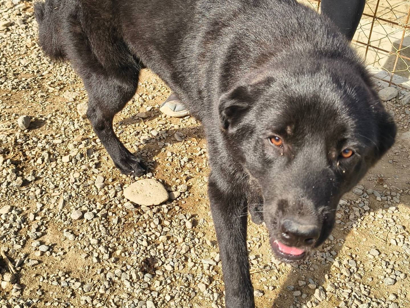 Adotta un cane, taglia media, femmina, Crotone