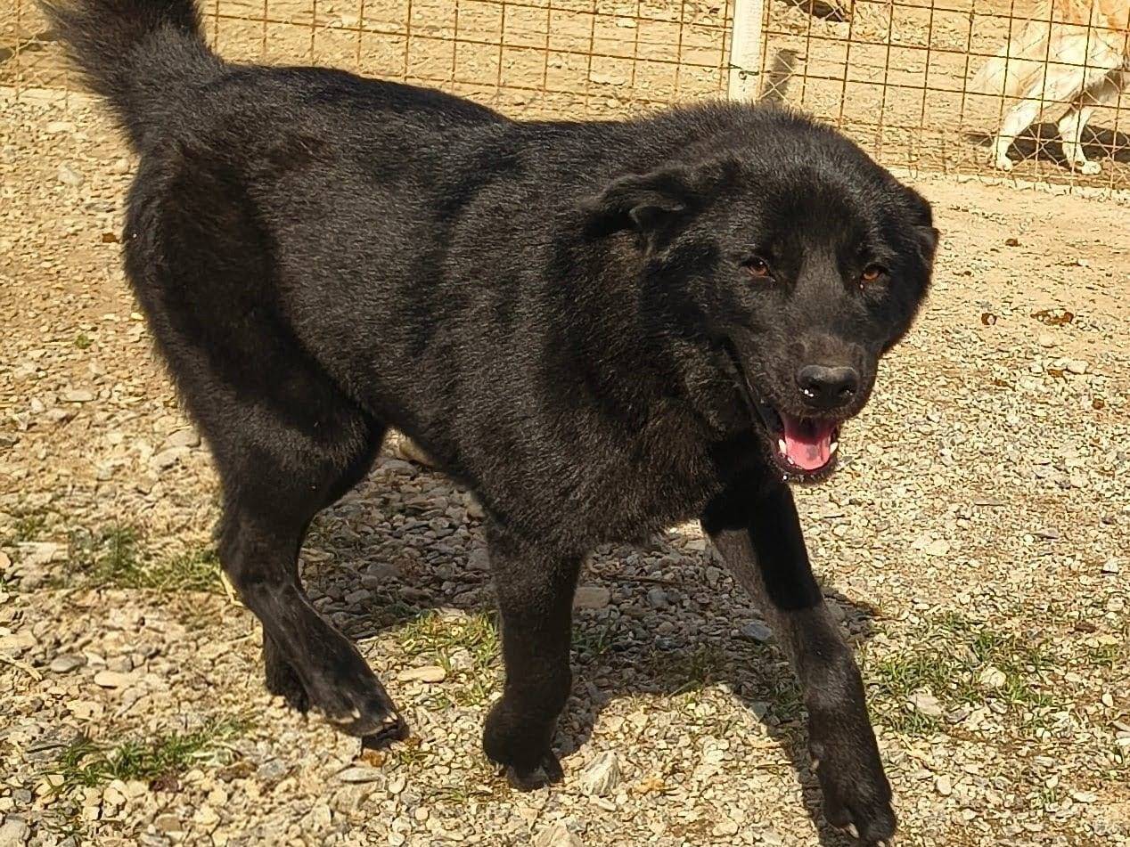 Vuoi adottare un cane a Crotone?