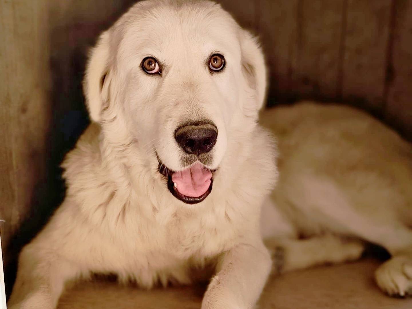 Adozione cane, femmina, Pastore maremmano Razza sconosciuta, 2 mesi, taglia grande, Crotone
