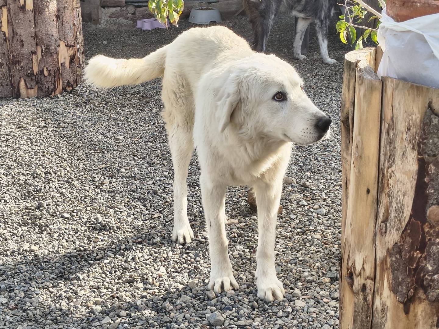 Adotta un cane, femmina, 2 mesi, Crotone