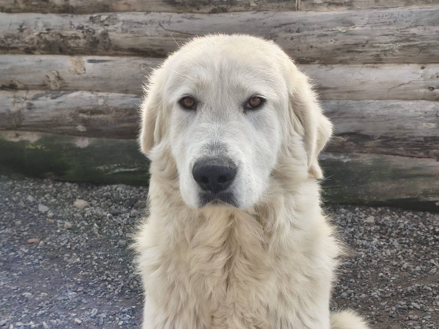 Adotta un cane, taglia grande, femmina, Crotone