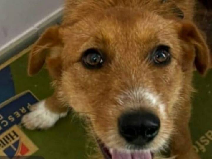Adozione cane, femmina, Razza sconosciuta Razza sconosciuta, 10 mesi, taglia media contenuta, Reggio