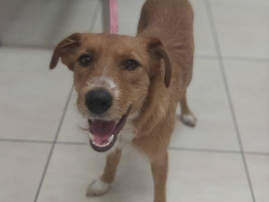 Adotta un cane, femmina, 10 mesi, Reggio