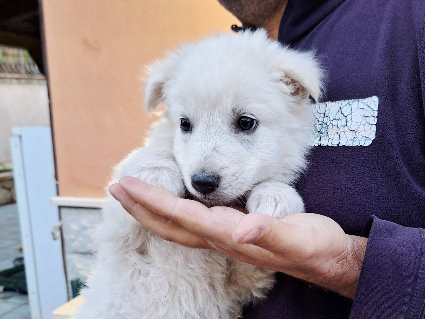 Adozione cane, femmina, Pastore tedesco Razza sconosciuta, 3 mesi, taglia media, Belluno