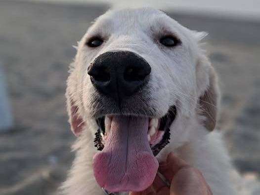 Adozione cane, maschio, Pastore maremmano Razza sconosciuta, 2 anni, taglia grande, Messina