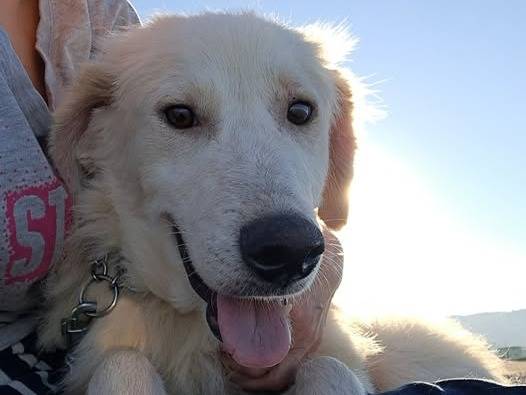 Adotta un cane, maschio, 2 anni, Messina