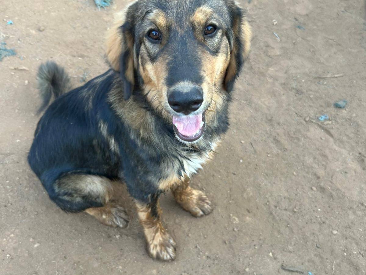 Adozione cane, maschio, Razza sconosciuta Razza sconosciuta, 11 mesi, taglia media, Reggio