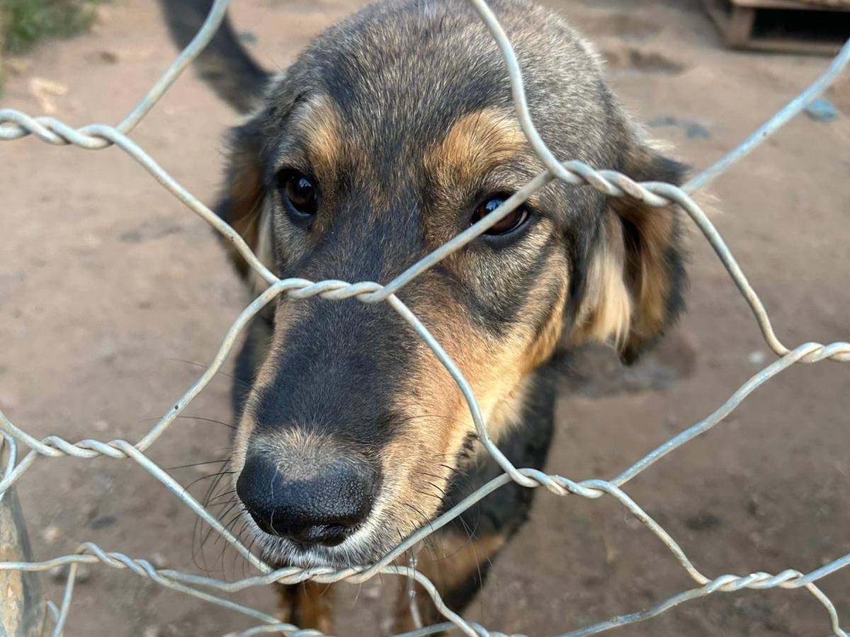 Adotta un cane, taglia media, maschio, Reggio