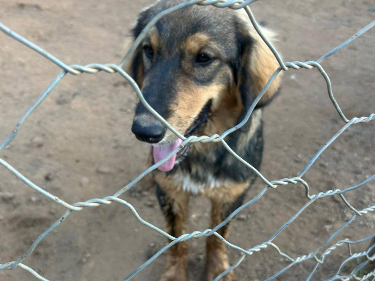 Vuoi adottare un cane a Reggio?