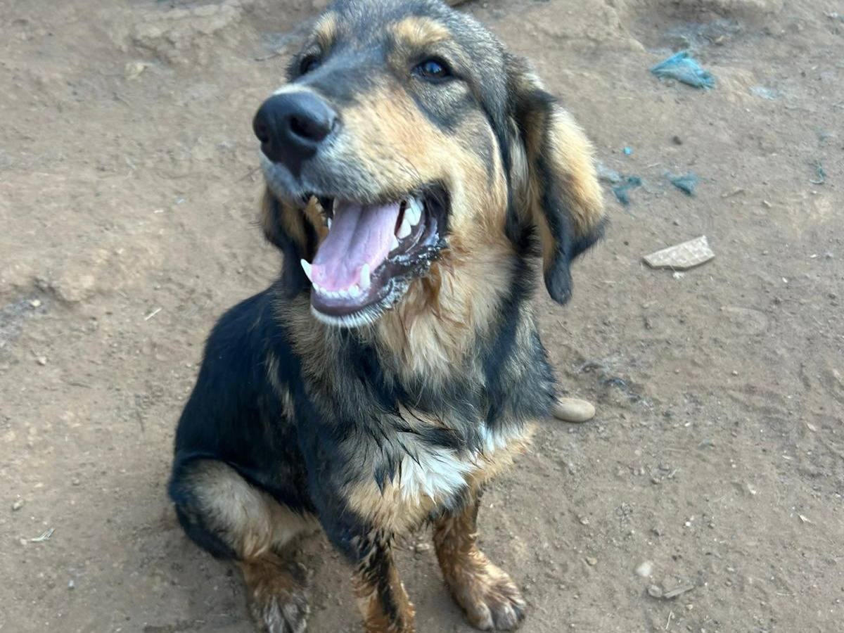 Adotta il cane ARGO a Reggio