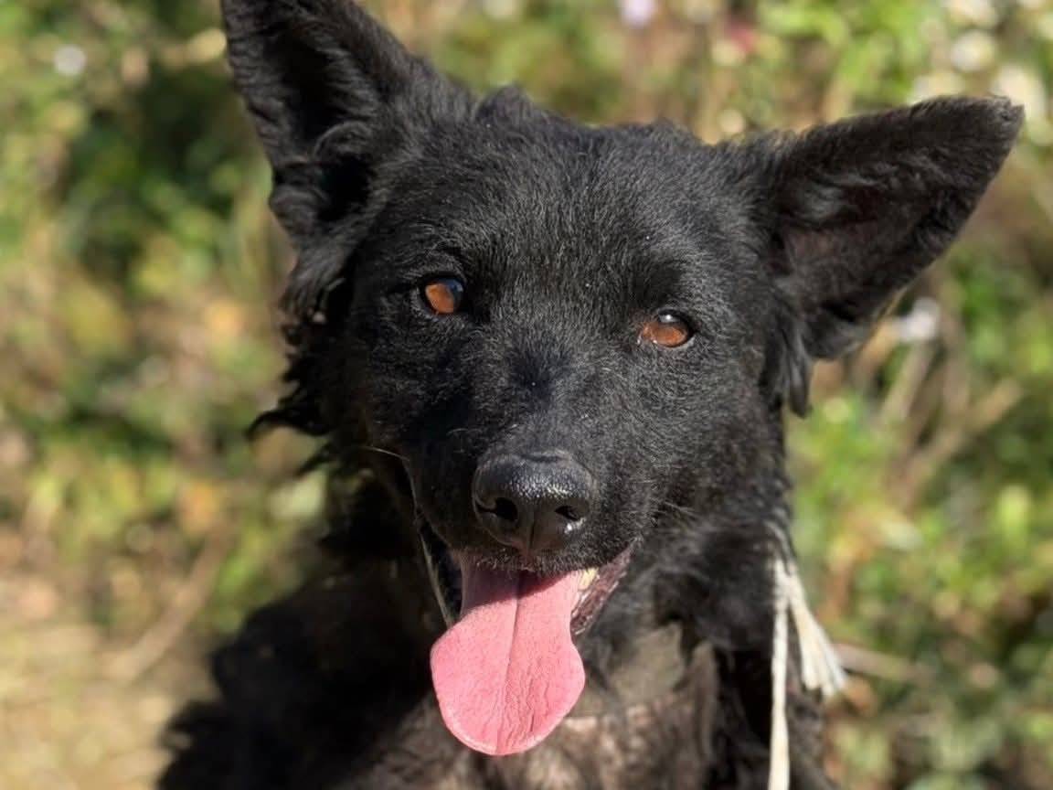 Vuoi adottare un cane a Firenze?