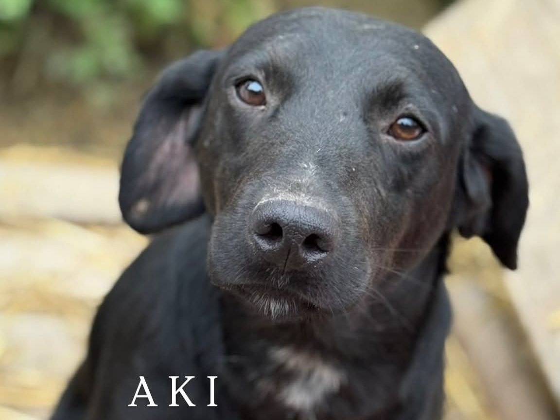 Adotta il cane TEAM TOTAL BLACK a Firenze