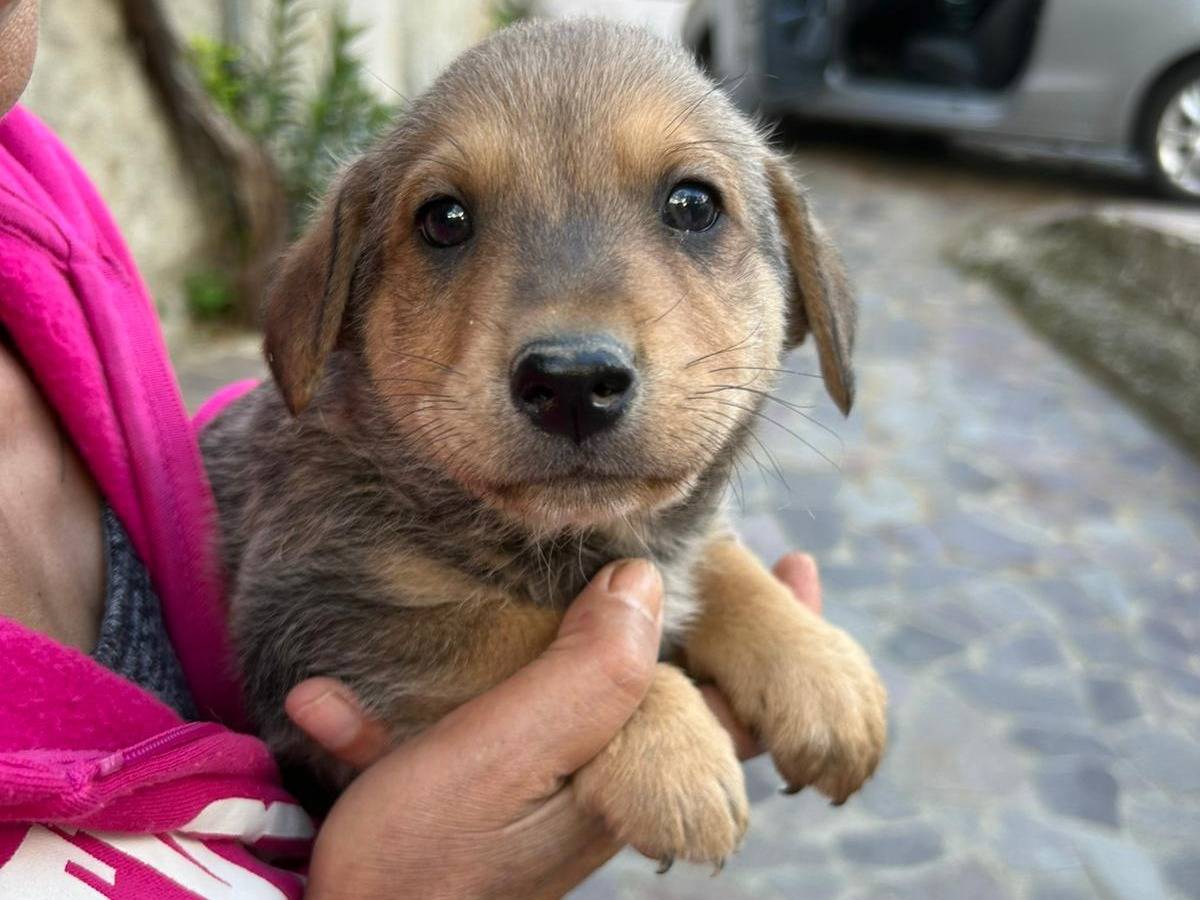 Adozione cane, maschio, Razza sconosciuta Razza sconosciuta, 2 mesi, taglia media contenuta, Catanzaro
