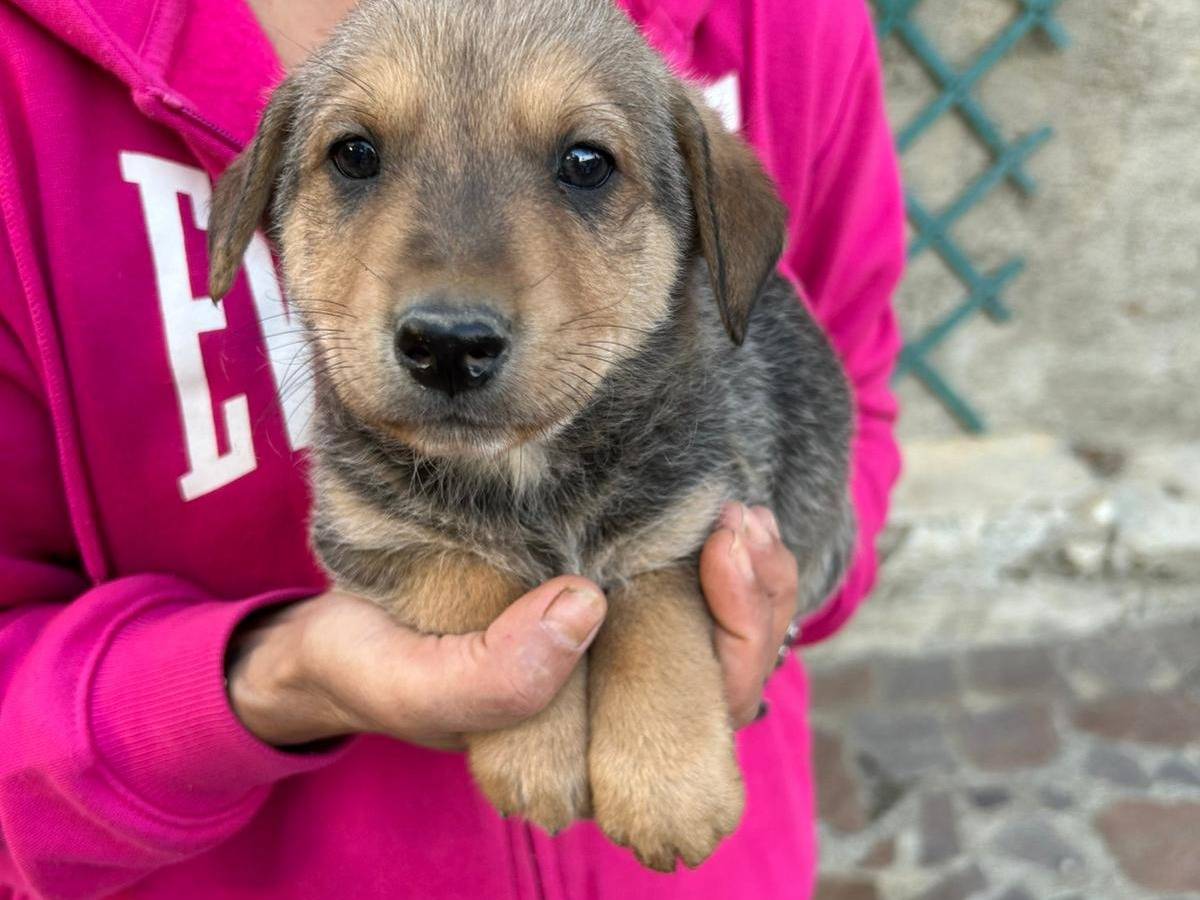 Adotta un cane, maschio, 2 mesi, Catanzaro