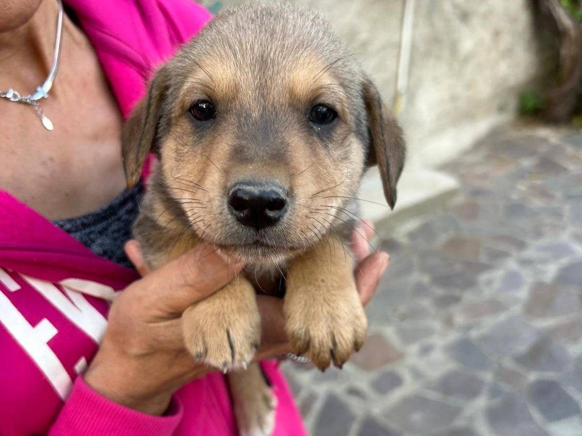Adotta un cane, taglia media contenuta, maschio, Catanzaro