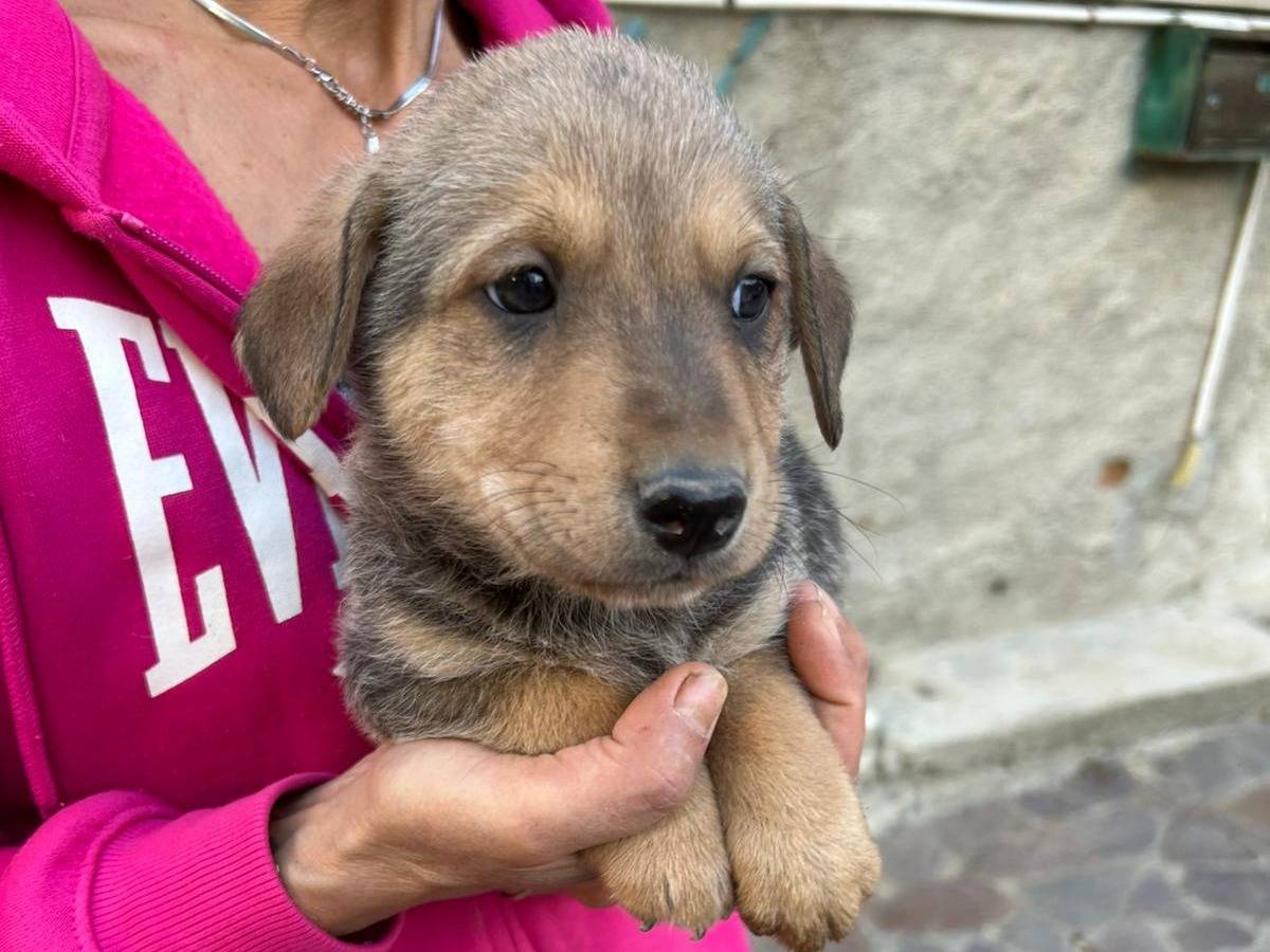 Vuoi adottare un cane a Catanzaro?