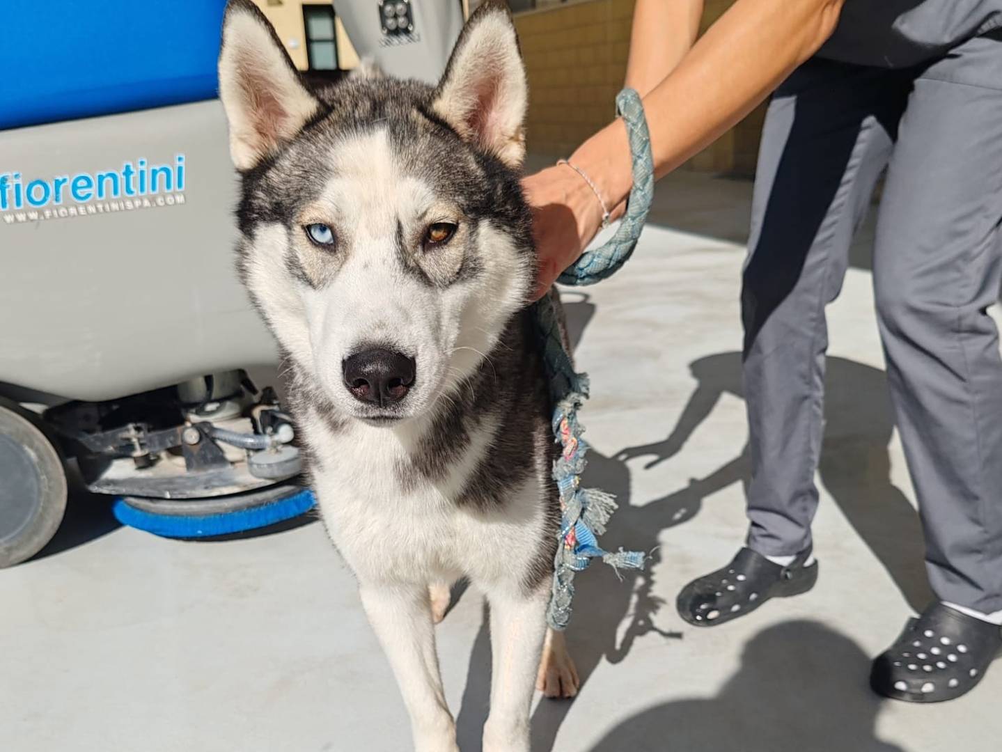 Adozione cane, maschio, Siberian Husky Razza sconosciuta, 1 anno e 4 mesi, taglia media, Messina