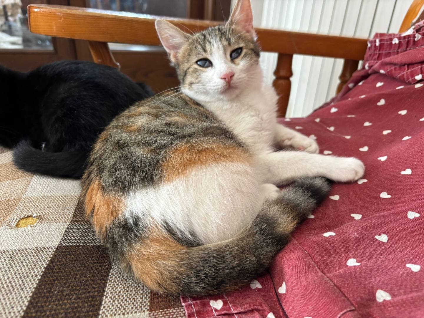 Adozione gatto, femmina, Razza sconosciuta Razza sconosciuta, 2 mesi, taglia non valida, Lecce