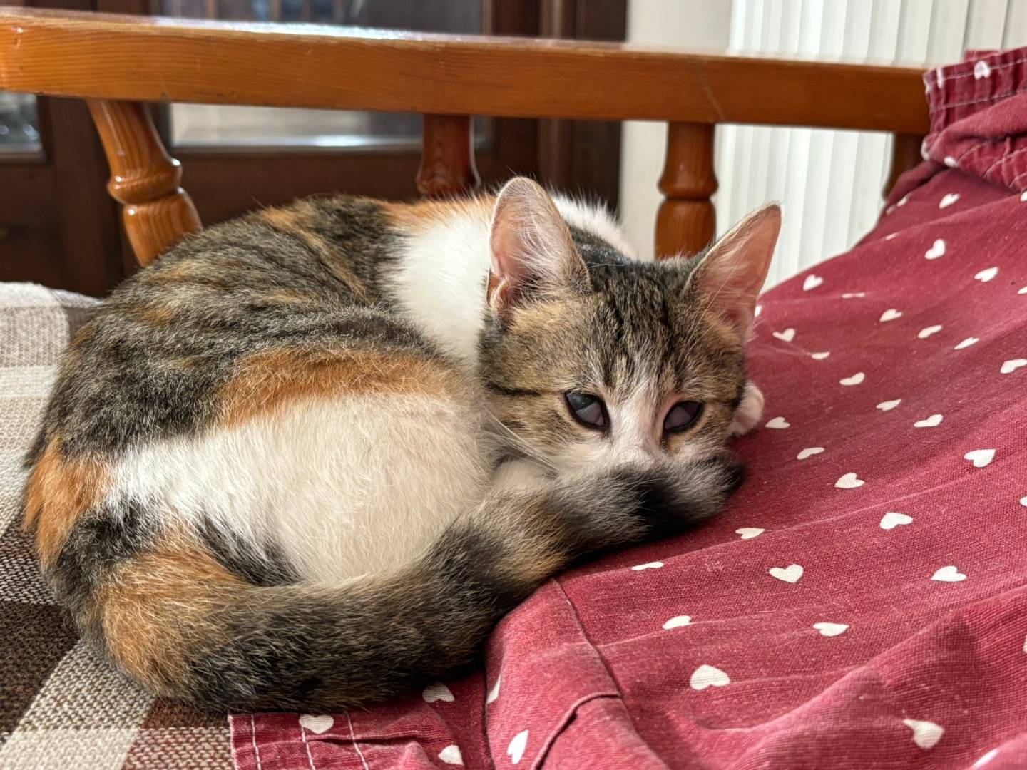 Adotta un gatto, femmina, 2 mesi, Lecce