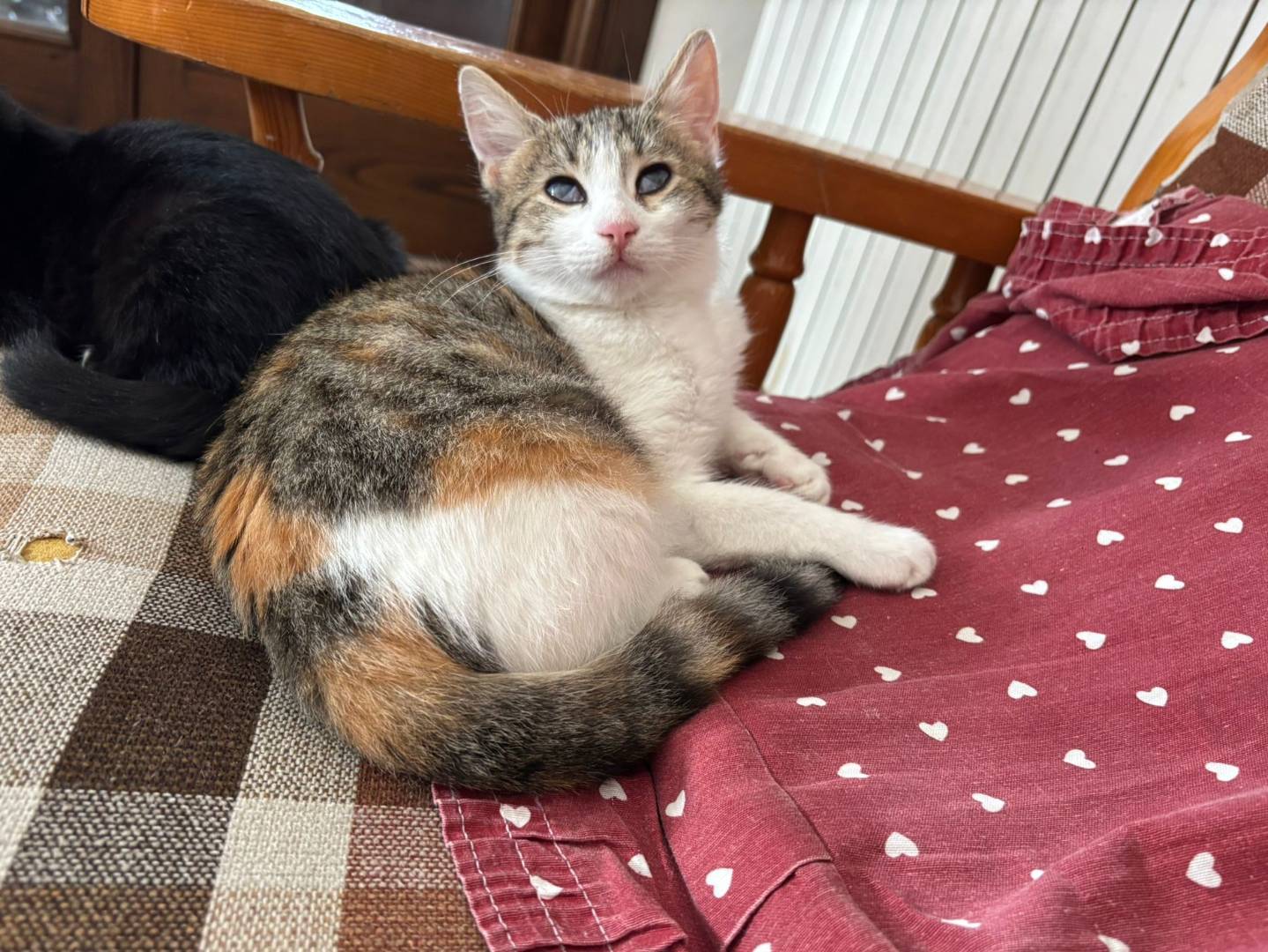 Adotta un gatto, taglia non valida, femmina, Lecce