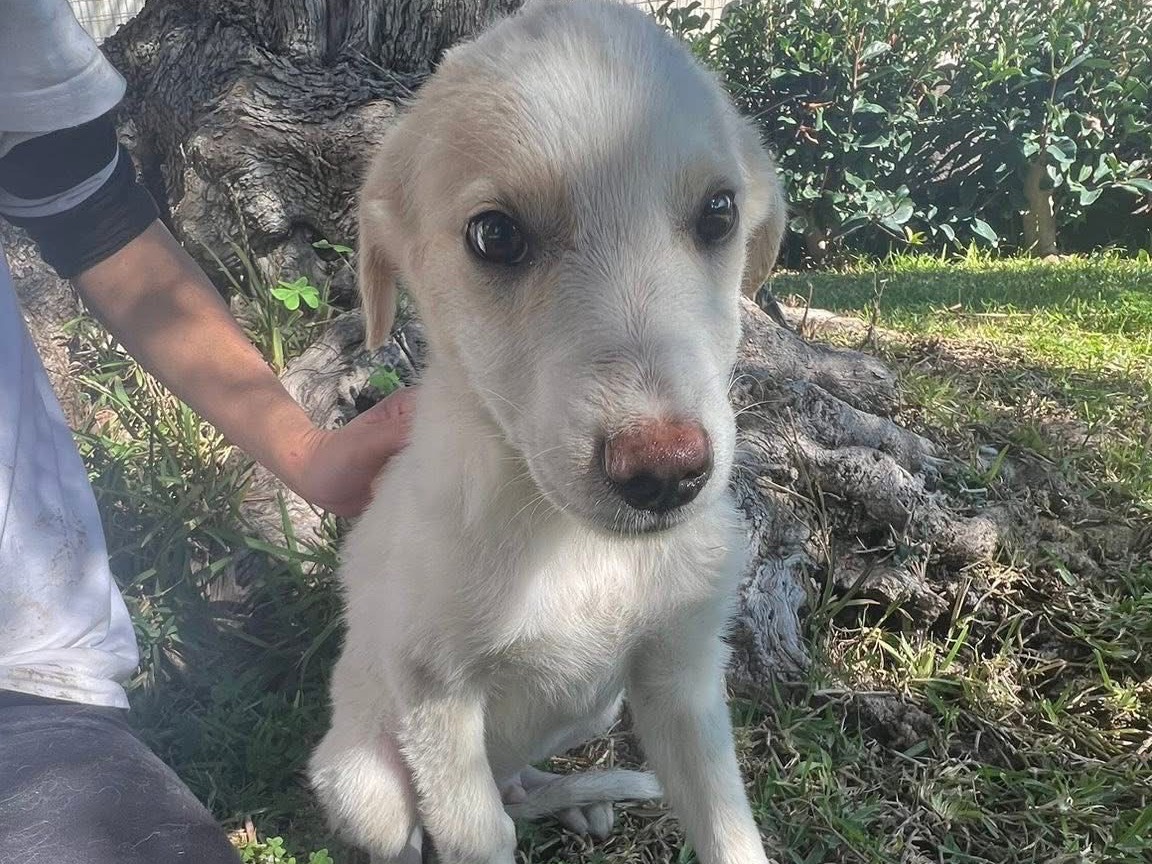 Vuoi adottare un cane a Siracusa?