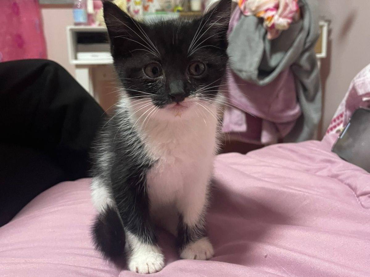 Adozione gatto, femmina, Razza sconosciuta Razza sconosciuta, 2 mesi, taglia non valida, Pisa