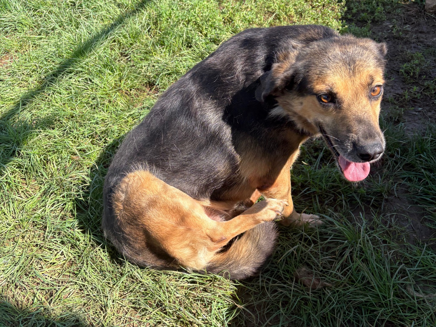 Adozione cane, femmina, Razza sconosciuta Razza sconosciuta, 4 anni e 6 mesi, taglia media, Frosinone