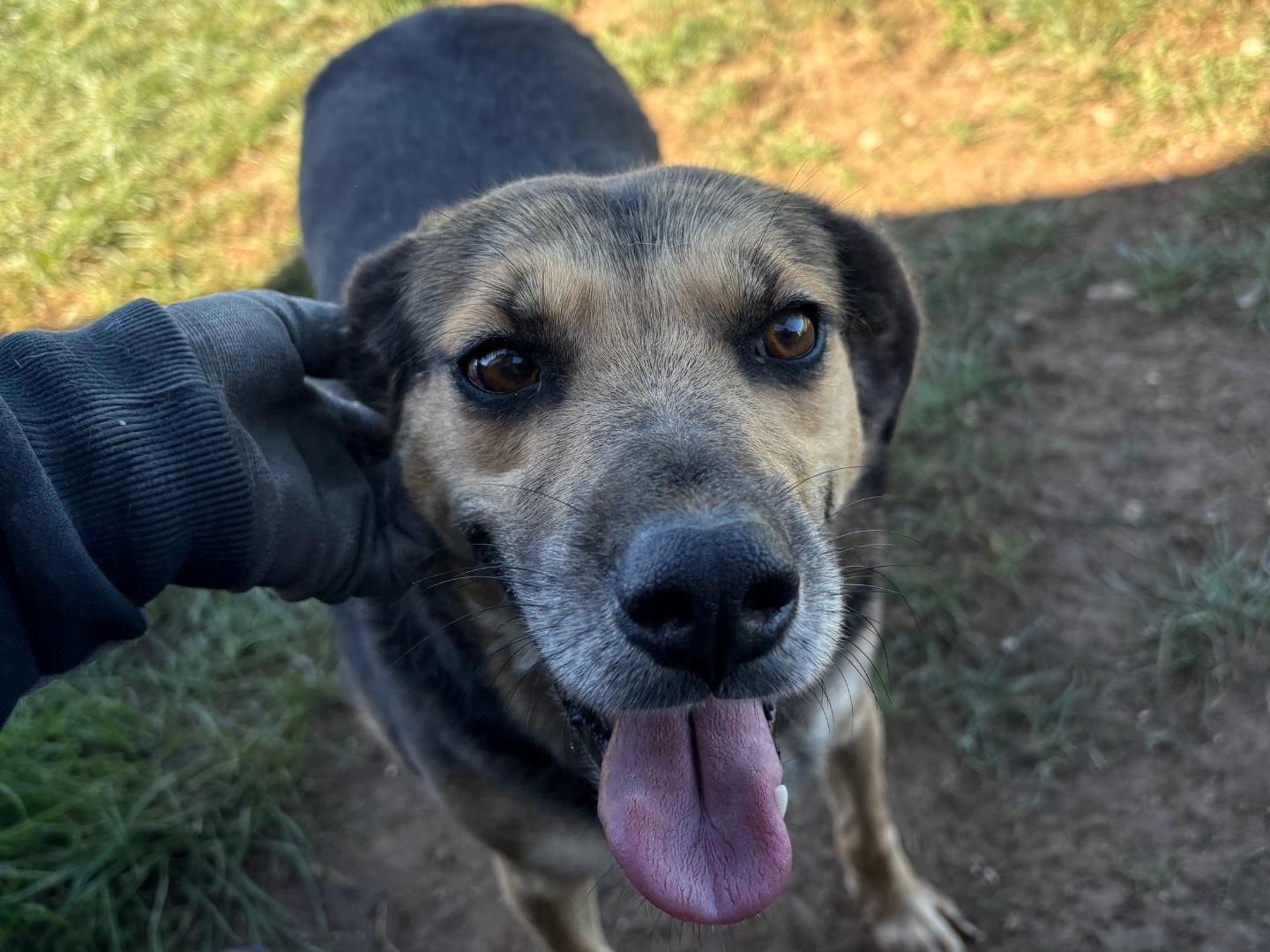 Adotta un cane, femmina, 4 anni e 6 mesi, Frosinone