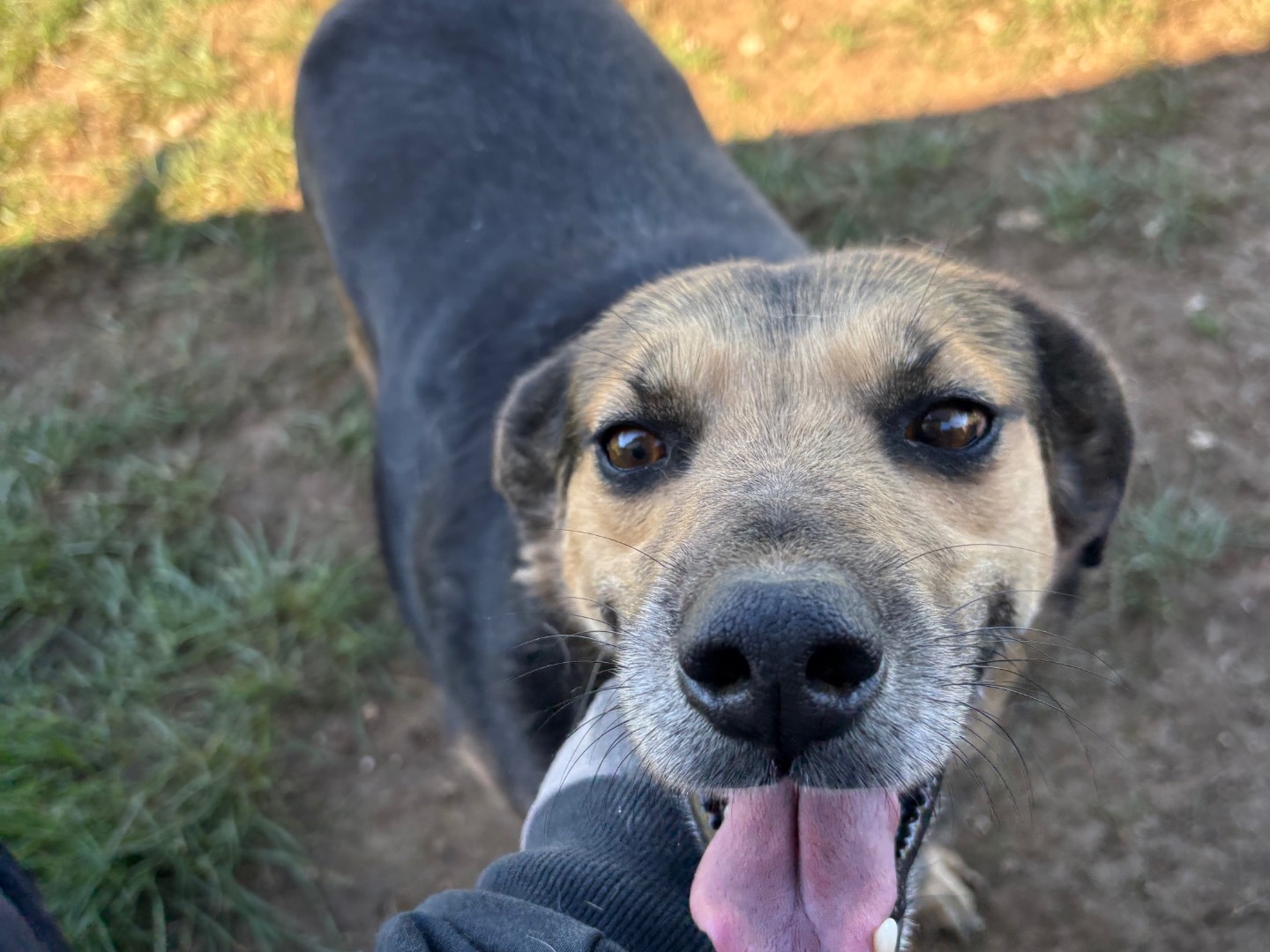 Adotta un cane, taglia media, femmina, Frosinone