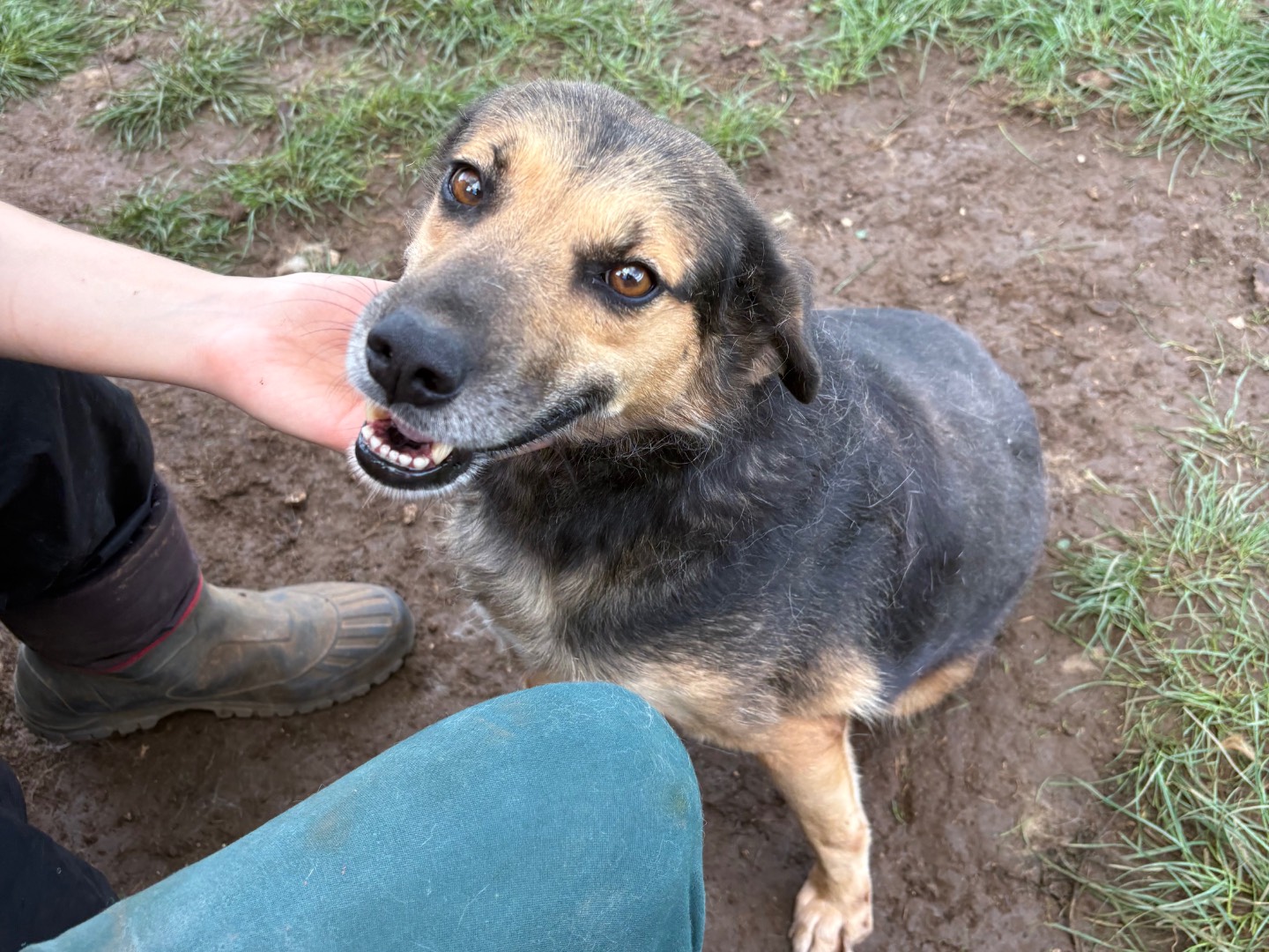 Vuoi adottare un cane a Frosinone?