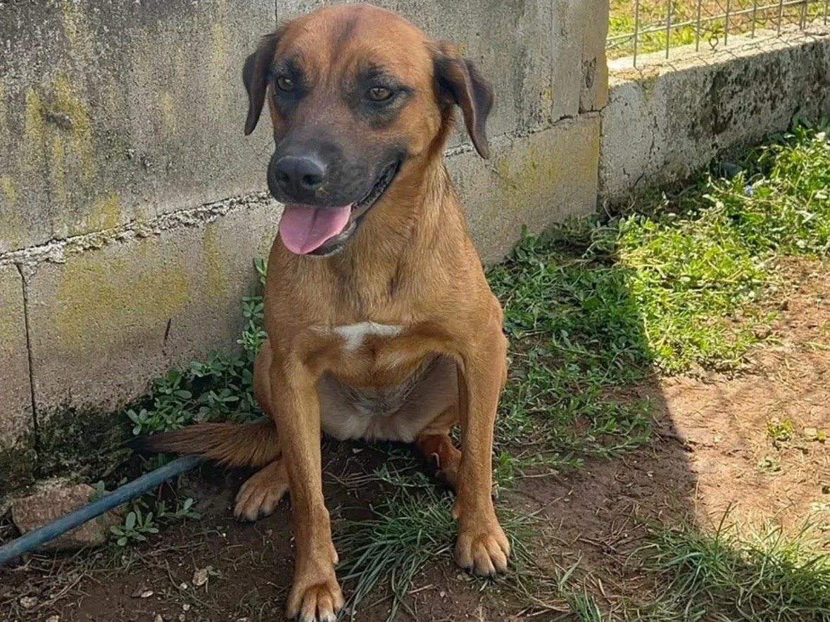 Adozione cane, femmina, Razza sconosciuta Razza sconosciuta, 1 anno e 4 mesi, taglia media contenuta, Frosinone