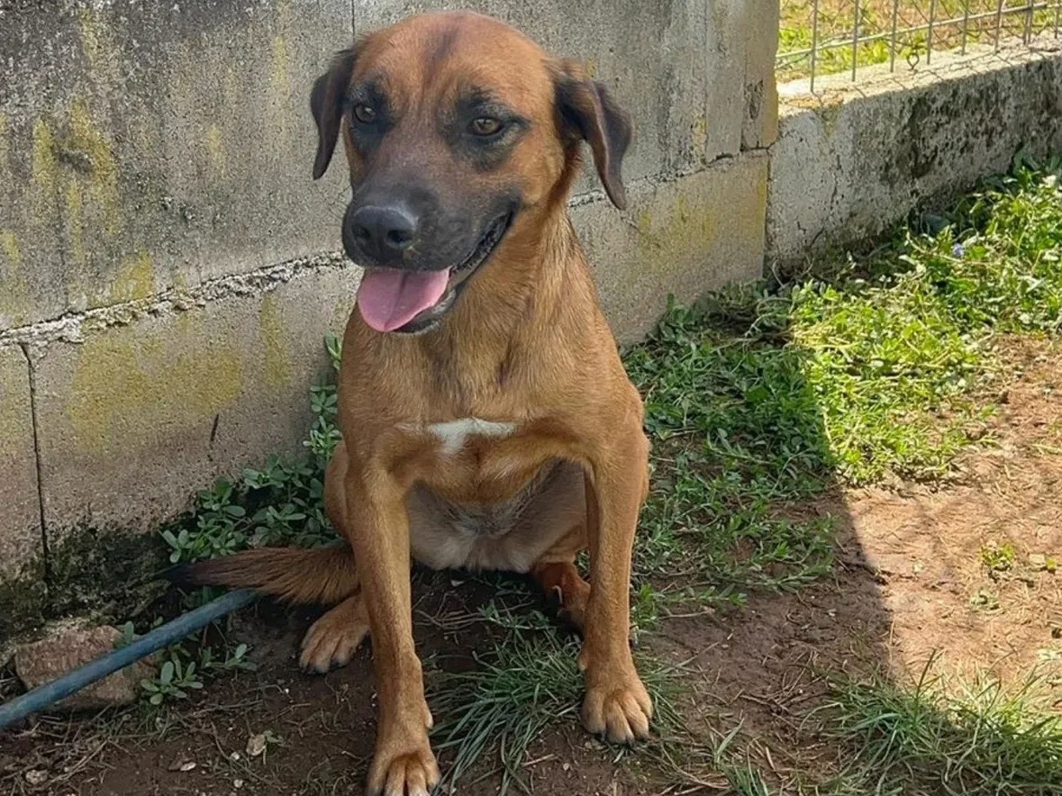 Adotta un cane, femmina, 1 anno e 4 mesi, Frosinone