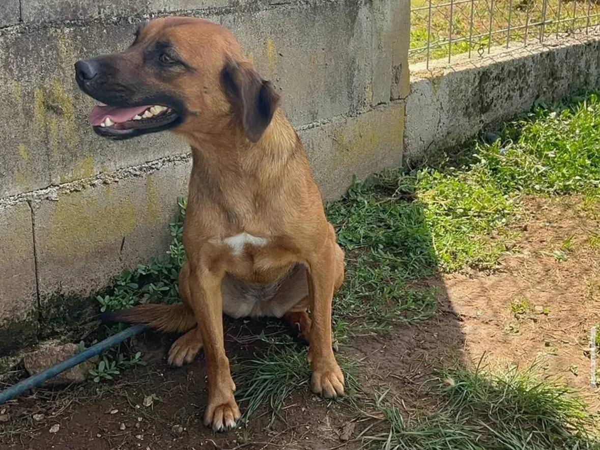 Adotta un cane, taglia media contenuta, femmina, Frosinone