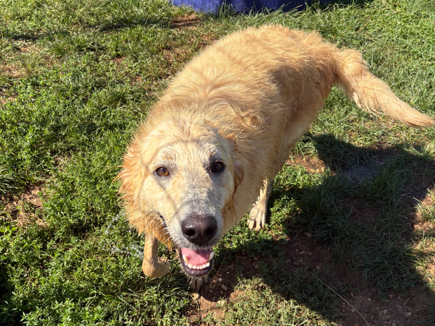 Adotta un cane, maschio, 2 anni e 8 mesi, Frosinone
