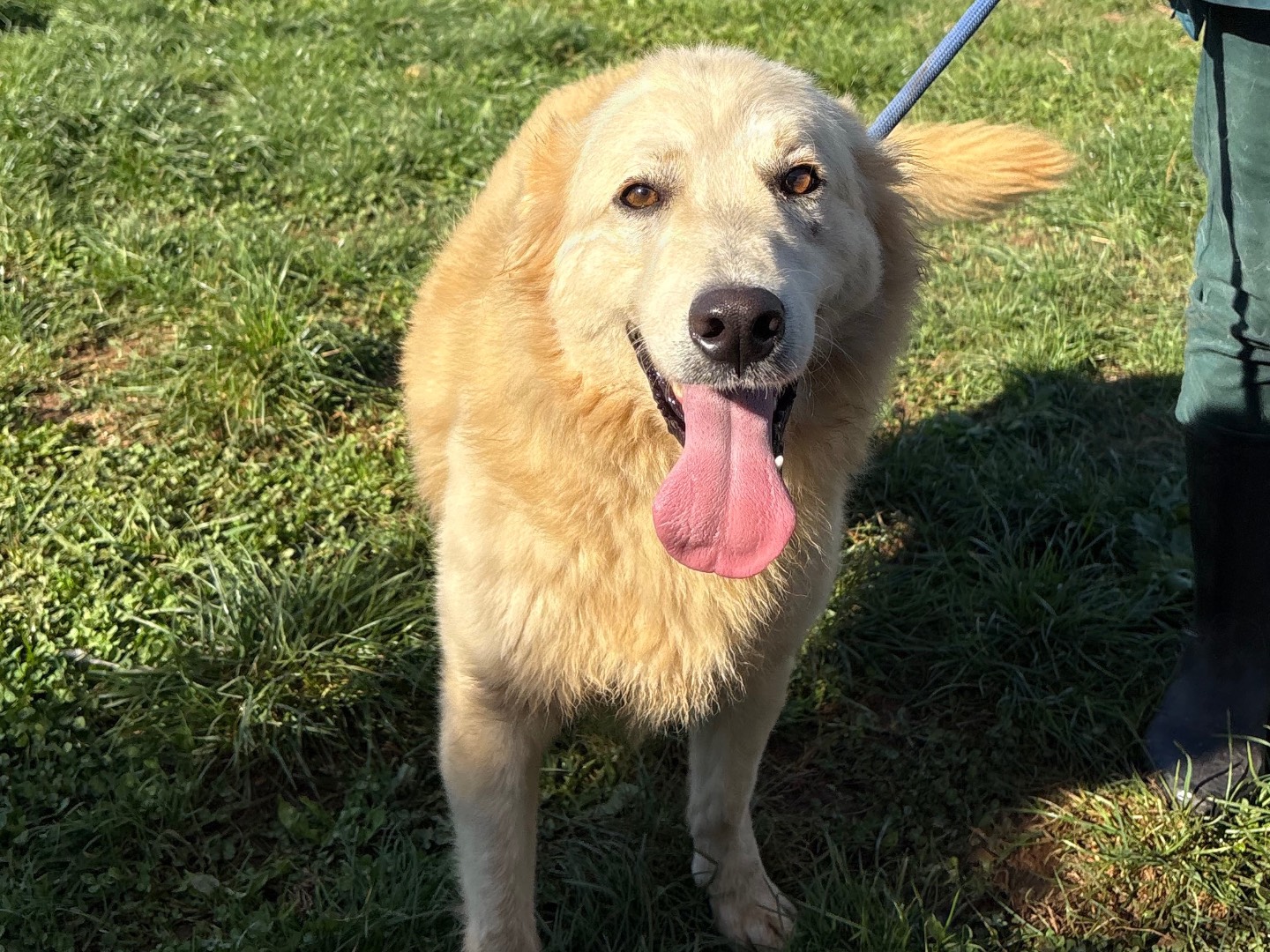 Adozione cane, maschio, Golden Retriever Razza sconosciuta, 2 anni e 8 mesi, taglia media, Frosinone
