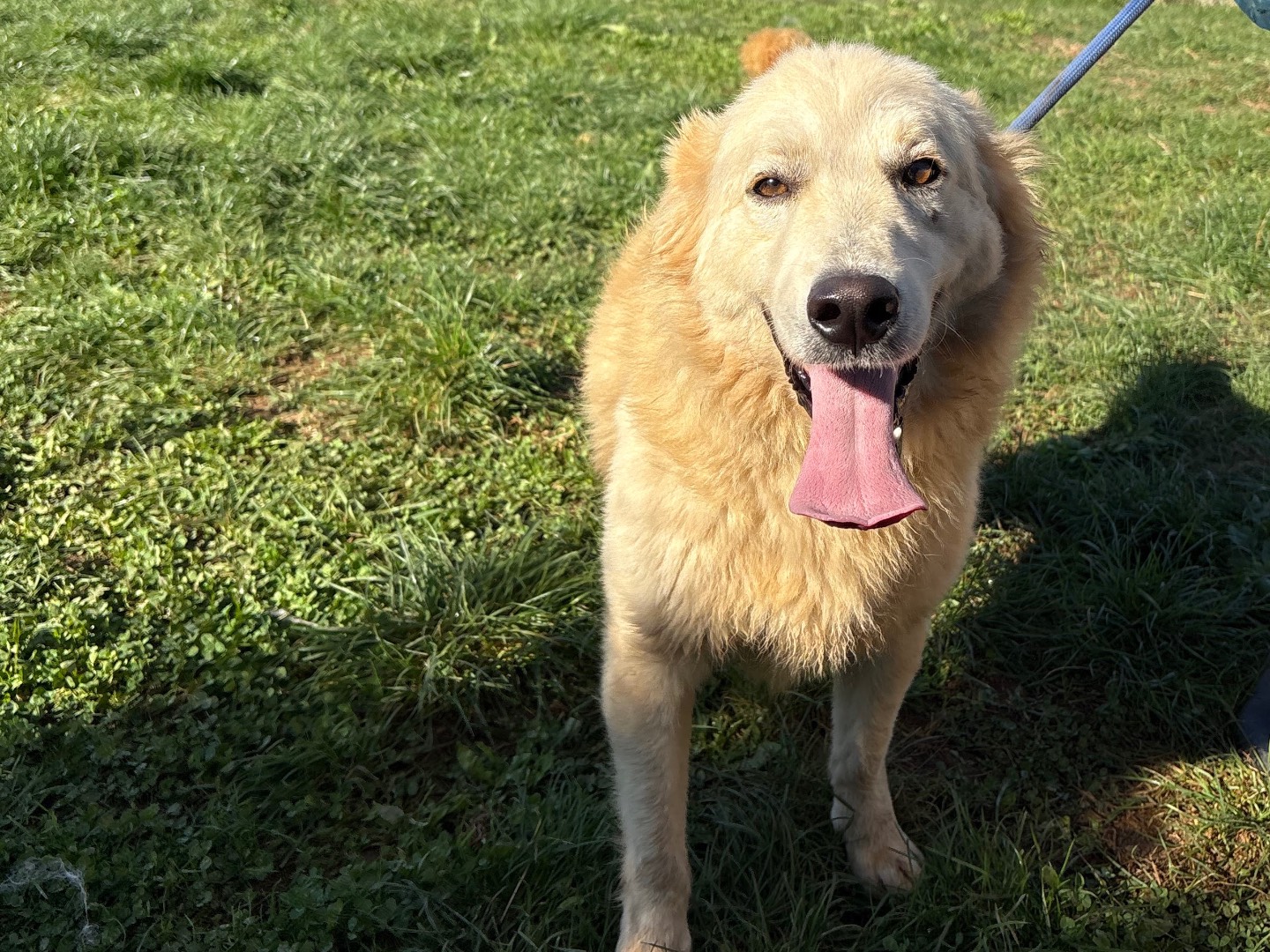 Adotta un cane, maschio, 2 anni e 8 mesi, Frosinone