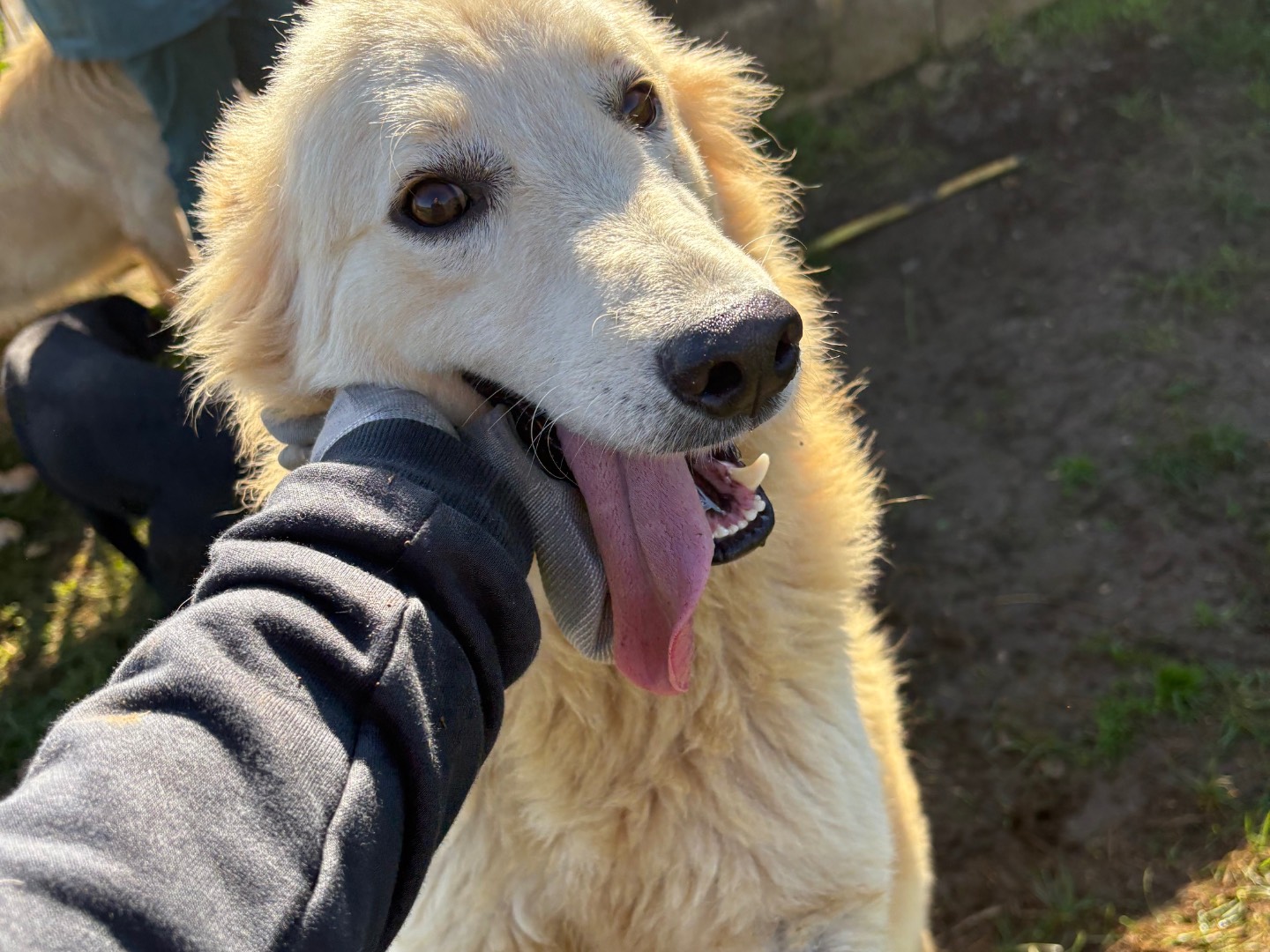 Adotta un cane, taglia media, maschio, Frosinone