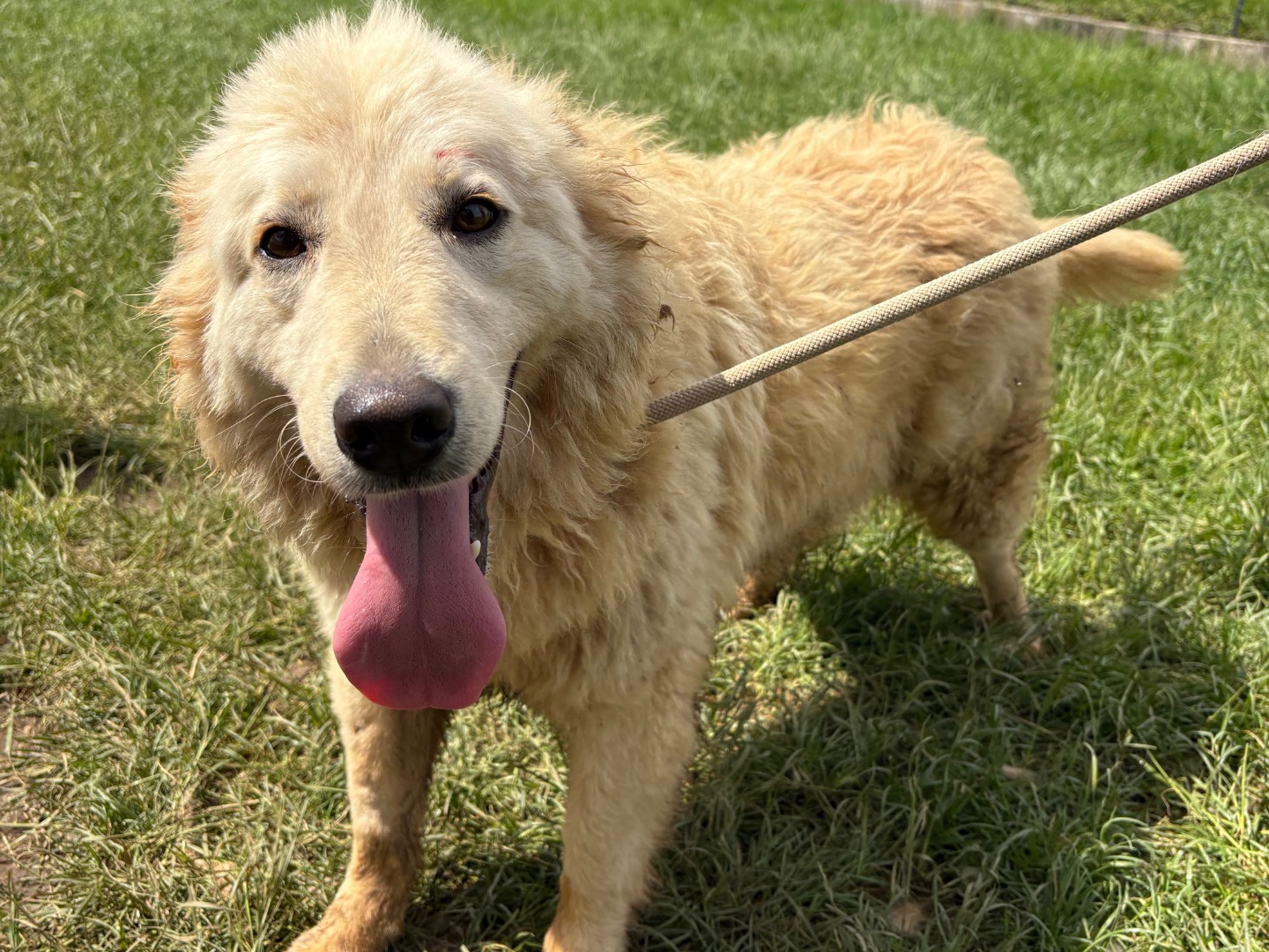 Vuoi adottare un cane a Frosinone?