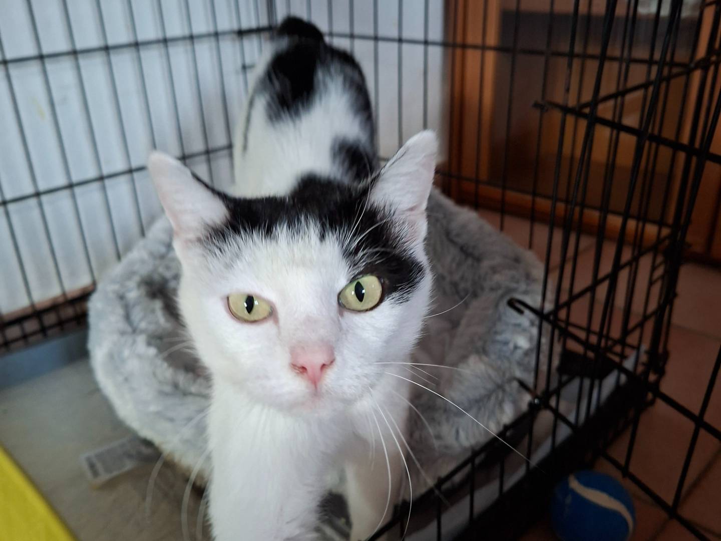 Adotta un gatto, femmina, 11 mesi, Viterbo