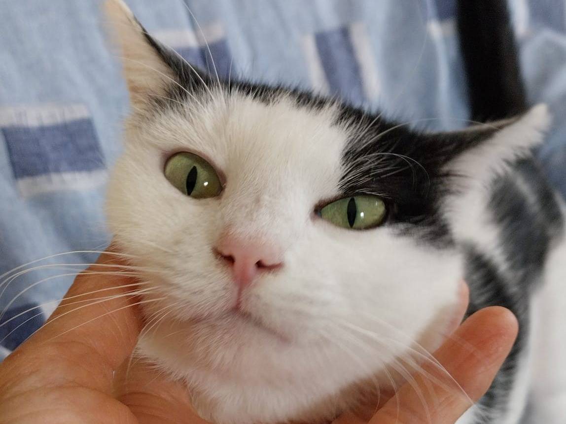 Adotta un gatto, taglia non valida, femmina, Viterbo