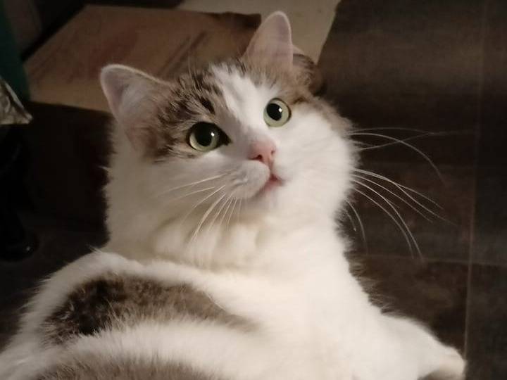 Adozione gatto, femmina, Razza sconosciuta Razza sconosciuta, 1 anno e 2 mesi, taglia non valida, Milano