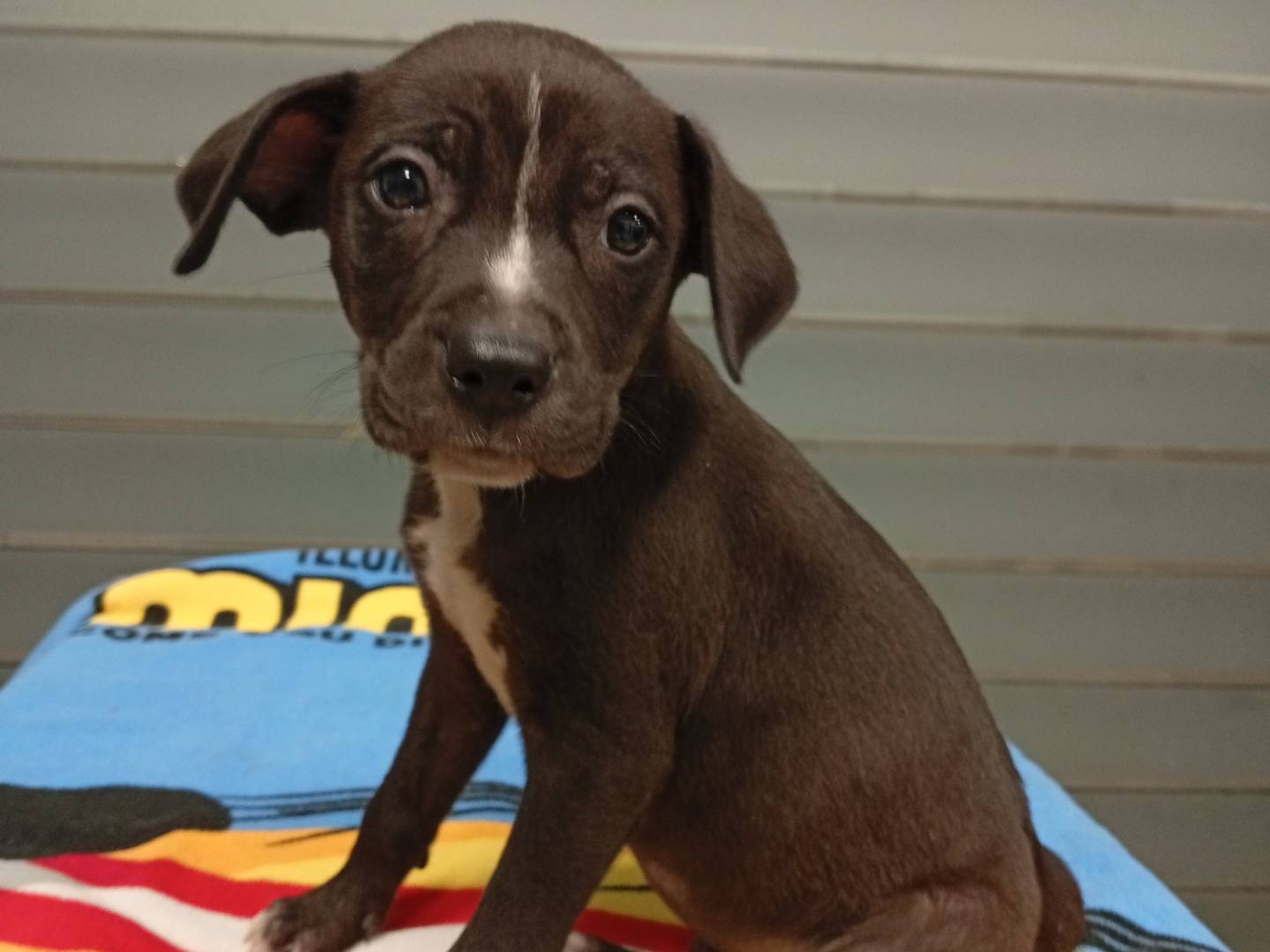 Adozione cane, maschio, Razza sconosciuta Razza sconosciuta, 1 mesi, taglia piccola, Roma