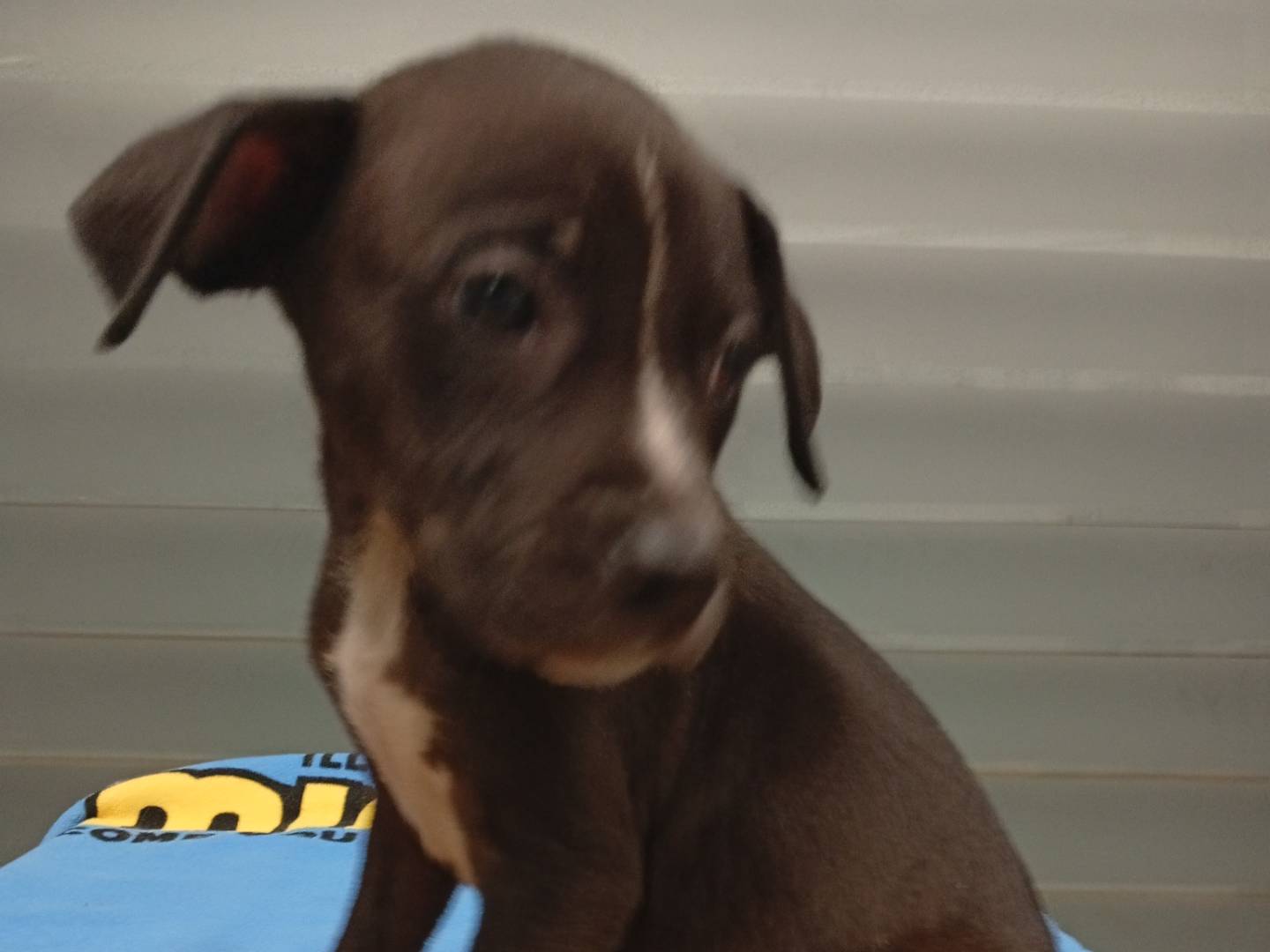 Adotta un cane, maschio, 1 mesi, Roma