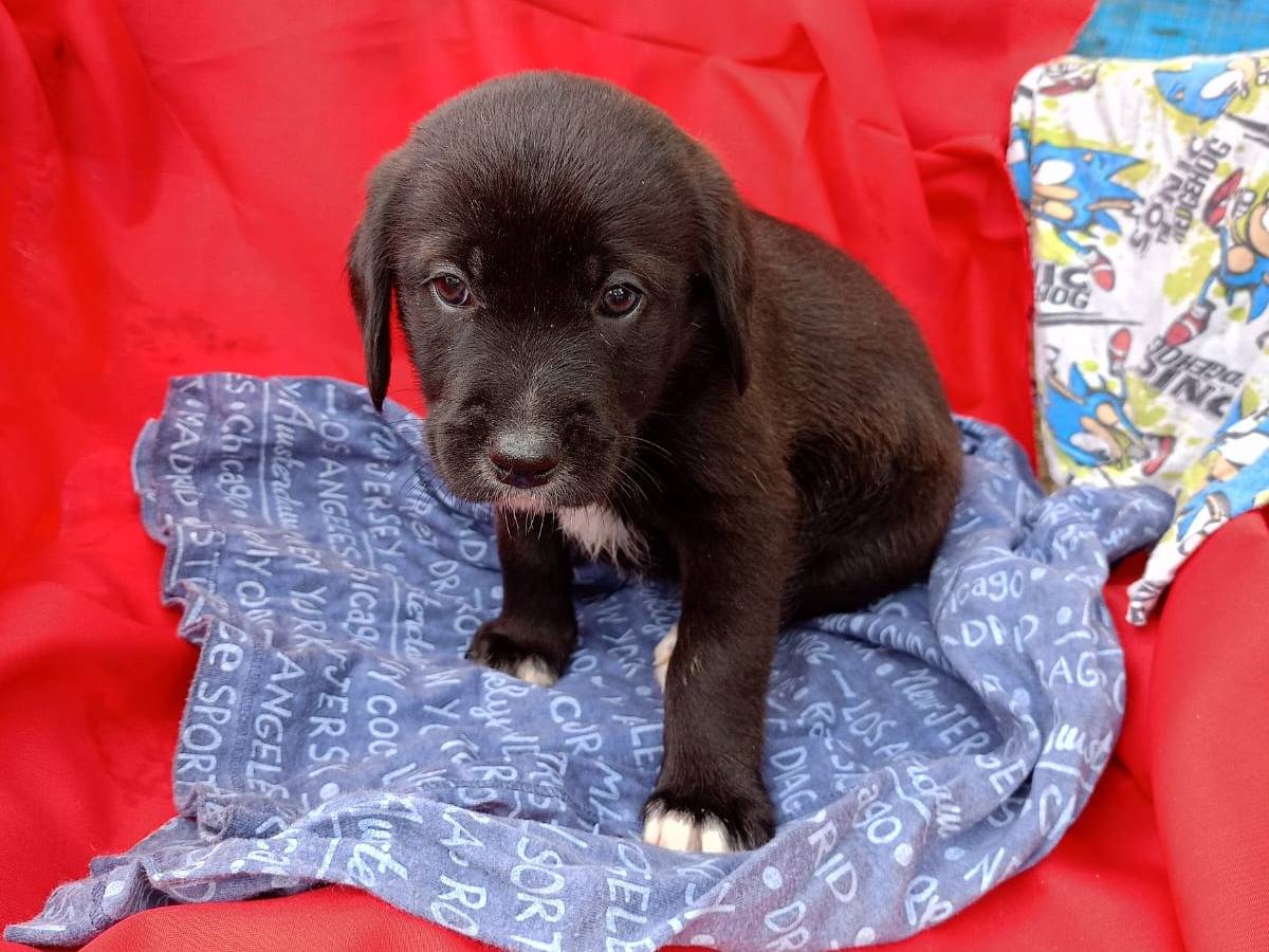 Adozione cane, maschio, Razza sconosciuta Razza sconosciuta, 1 anno e 1 mese, taglia media contenuta, Vibo