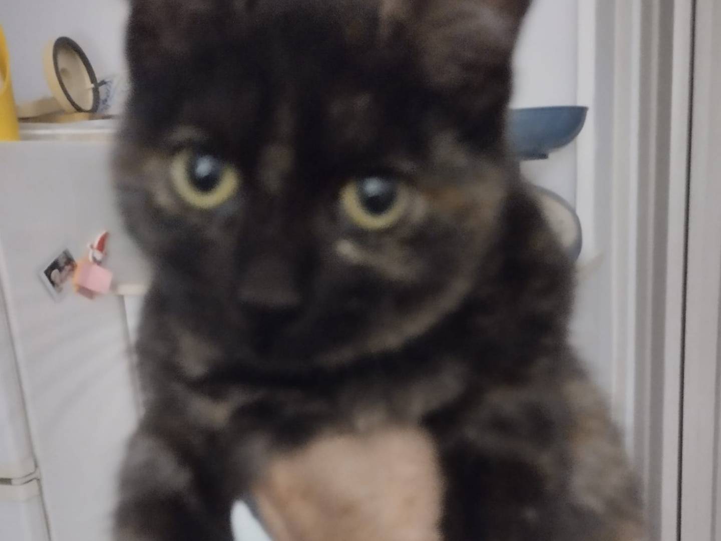 Adozione gatto, femmina, Razza sconosciuta Razza sconosciuta, 3 mesi, taglia non valida, Napoli