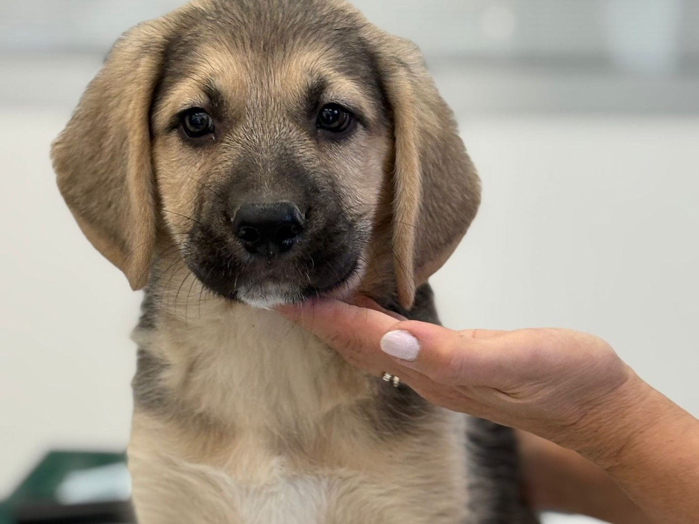 Adozione cane, femmina, Pastore tedesco Pastore australiano, 3 mesi, taglia media, Siracusa