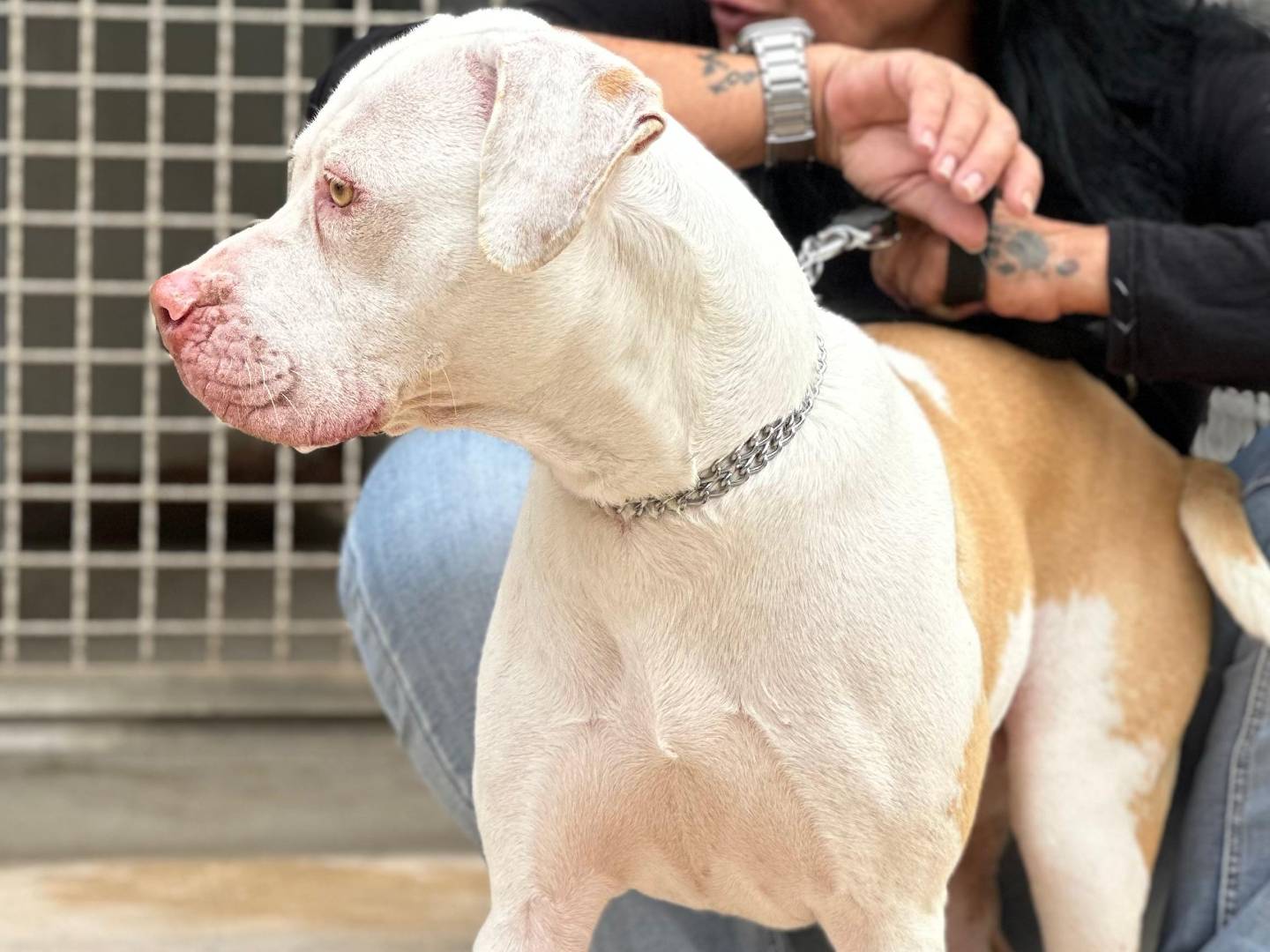 Adotta il cane Koko a Trapani