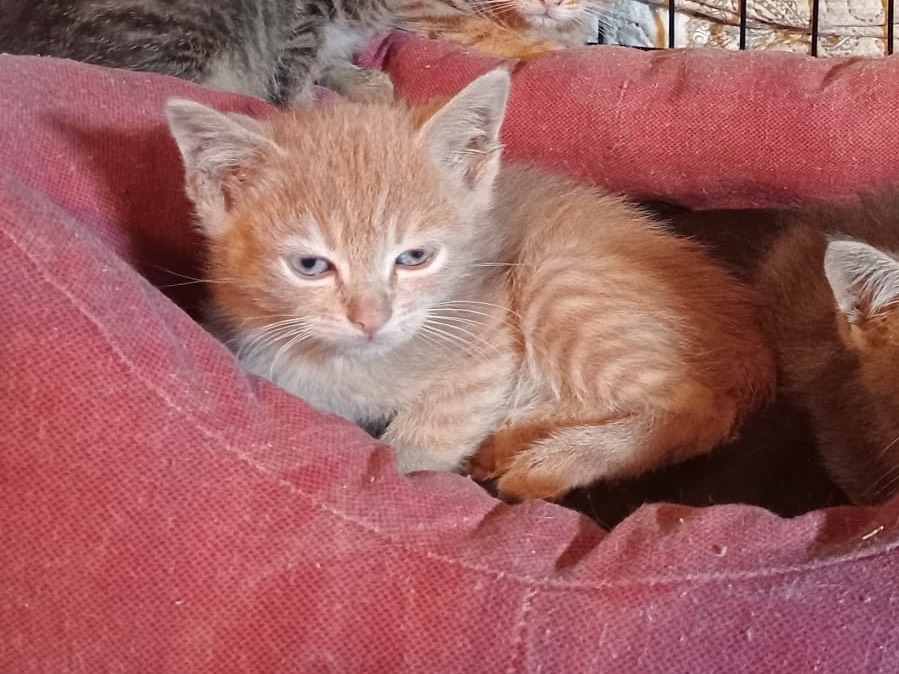 Adozione gatto, maschio, Razza sconosciuta Razza sconosciuta, 2 mesi, taglia non valida, Torino