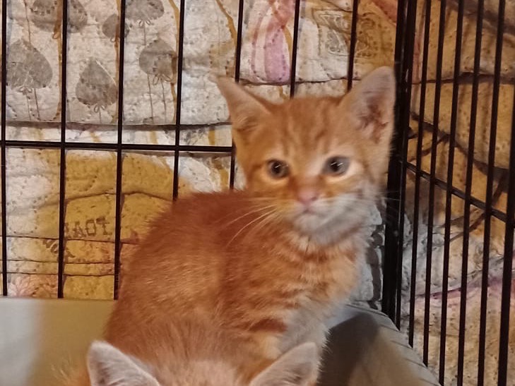 Adotta un gatto, maschio, 2 mesi, Torino