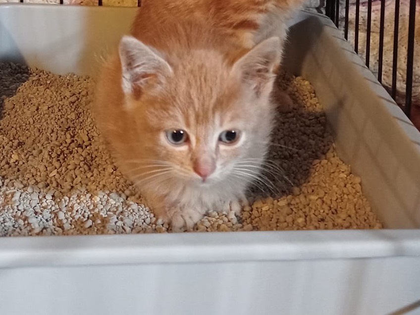 Adozione gatto, maschio, Razza sconosciuta Razza sconosciuta, 2 mesi, taglia non valida, Torino